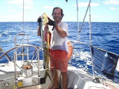 dorada
