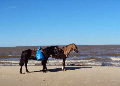 El mar y mis caballos