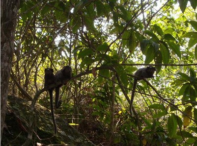 MONOS