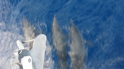 delfines